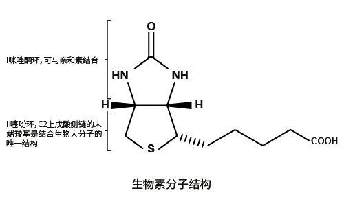 生物素标记(图1)