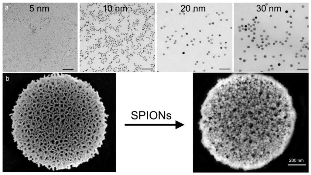 超顺磁性氧化铁纳米粒子（10nm）