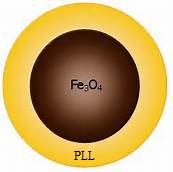 PLL涂层Fe3O4纳米颗粒（10nm）